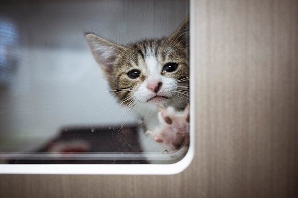 Inside or out, or not at all? What to do with Australia’s cats? 