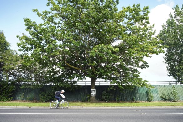 The state government is set to remove a one-kilometre stretch of established trees for a shared bike-pedestrian path on Queens Avenue in Caulfield East.