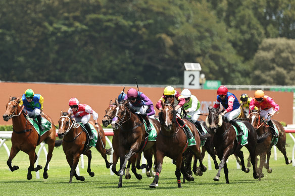 Highway Strip, centre, carrying the maroon and purple colours, is run down by Sir Remlap late in the Highway Handicap at Randwick on December 28.