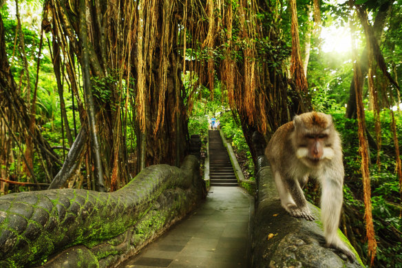 Ubud’s Monkey Forest is as much about the trees as the primates.
