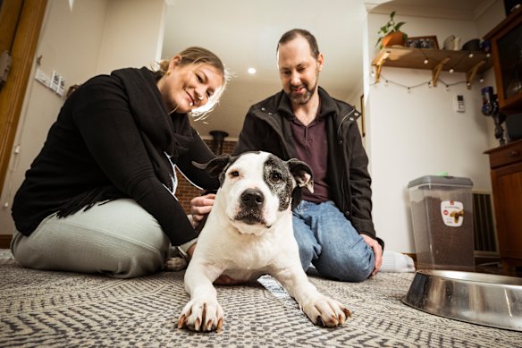 Sarah Fleming and Ben Macaulay with Frankie, their 11-year-old American Staffordshire terrier.