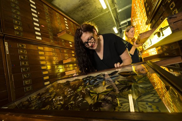 Melbourne Museum senior curator Rebecca Carland.