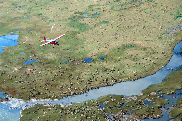 An airplane flies over caribou from the Porcupine caribou herd on the coastal plain of the Arctic National Wildlife Refuge in north-east Alaska.
