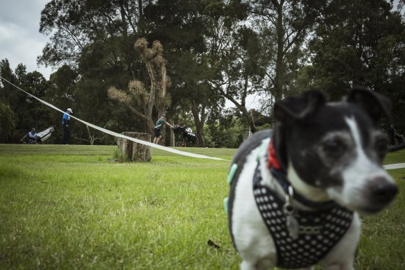 Sammy the Jack Russell near a tape marking the boundary between the golf course and space for walkers at Northcote Golf Course.