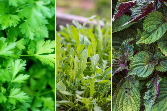 Parsley, rocket and shiso leaf are all high-performing self-seeders.