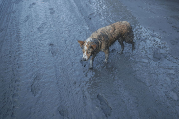 A dog walks across an ash-covered road on Monday following the eruption.