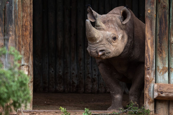 At least one rhino is killed by poachers in South Africa every day.
