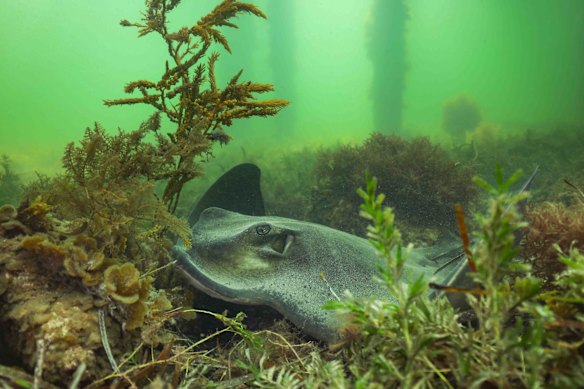 A southern ray in water off the coast of Port Victoria last week as Karenia levels began to rise.