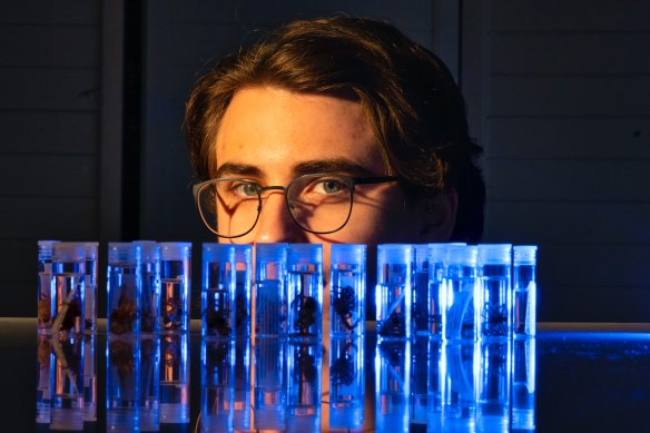 Museums Victoria taxonomist Joseph Schubert with some of his spider specimens. 