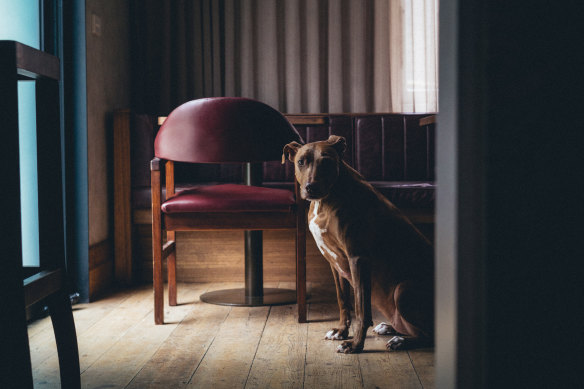 Tilly the resident dog keeps an eye on the humans at Caretaker’s Cottage. 