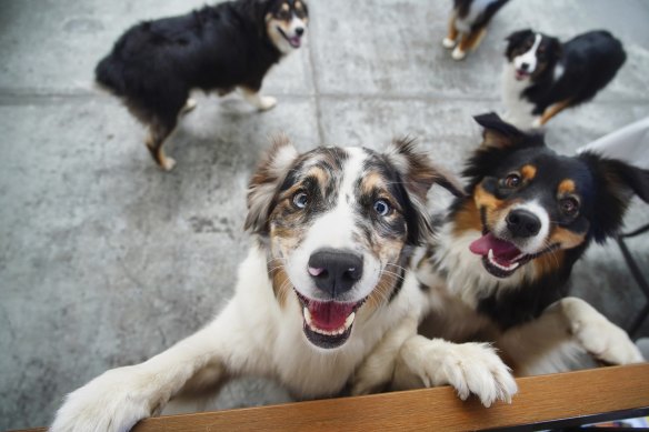 Australian shepherds at Brunswick’s Urban Dogs School. The breed is becoming increasingly popular in Australia and overseas.