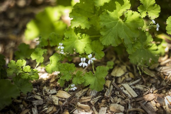 The guava-scented pelargonium is one of the fragrant offerings planted beside paths.