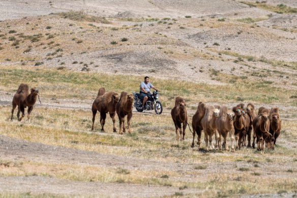 El pastoreo de camellos suele realizarse con vehículos de dos o cuatro ruedas en lugar de caballos.