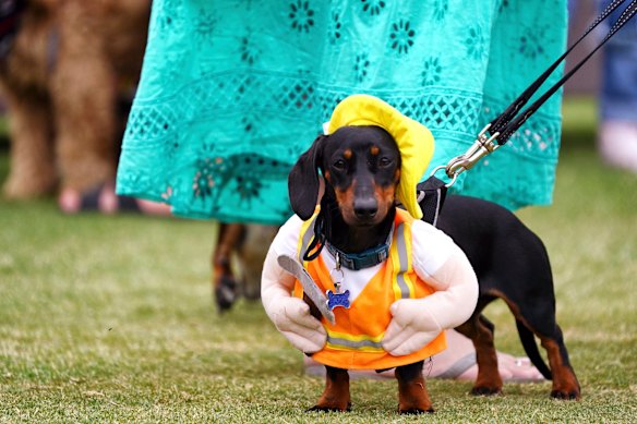 Dachshund Derby in Inverleigh.