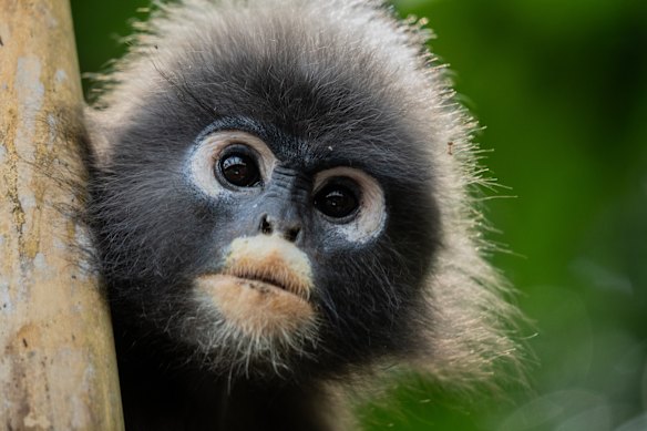 A dusky langur stars in the nature documentary Underdogs. 