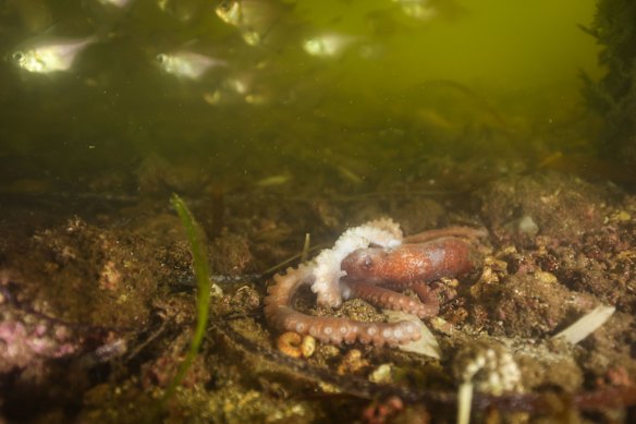 By Monday, the water off the Port Victoria coast had turned a brown-green colour, visibility was low and dead octopus were lying on the sea floor.