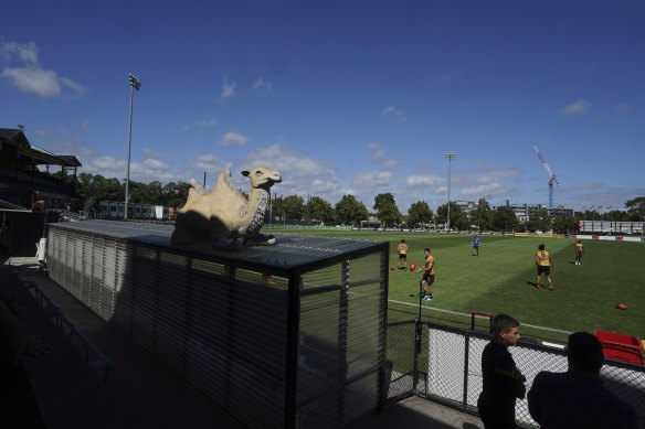 The camel at Punt Road Oval.