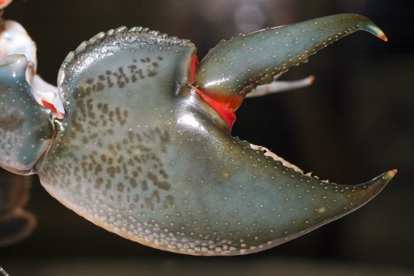 The swamp yabby claw.