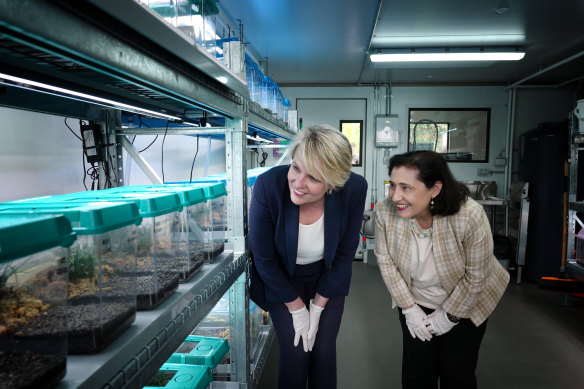 Federal Environment Minister Tanya Plibersek with her Victorian counterpart Lily D’Ambrosia at the Melbourne Zoo in September. 