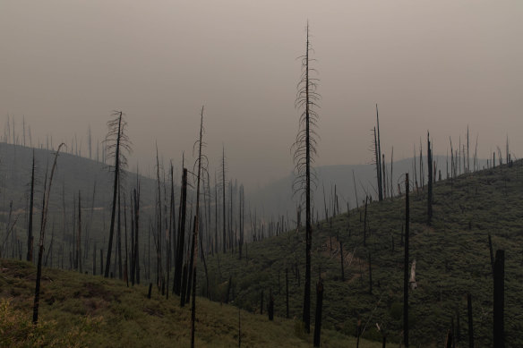 The massive fires in California and up the west coast have raised questions about the viability of forest carbon credits. 
