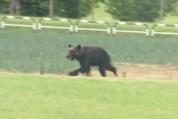 Um urso pardo corre em um campo em Sapporo, norte do Japão, em 2021. Foi abatido após entrar em um acampamento militar e ferir quatro pessoas.