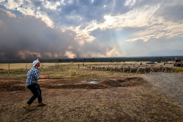 Ken Clark herds livestock during the Boxing Day fire.