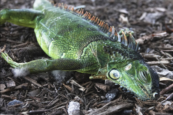 A stunned iguana lies in the grass in Oakland Park, Florida, after cold weather earlier this year.