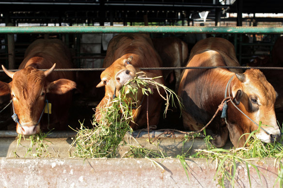 There is an outbreak of the highly infectious foot and mouth disease in cattle in Indonesia.