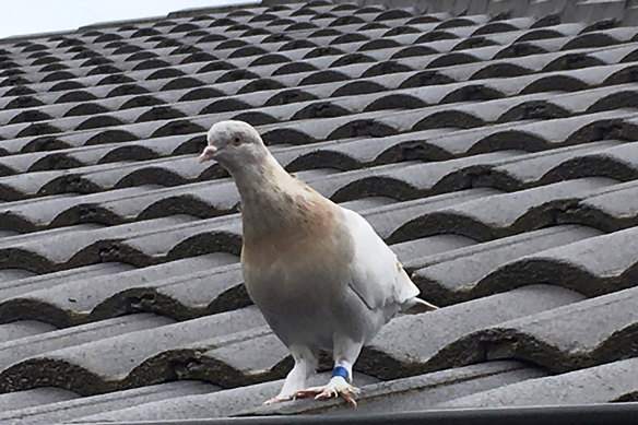 Joe the racing pigeon: but did he really make an extraordinary 13,000-kilometre Pacific Ocean crossing from the United States to Australia?