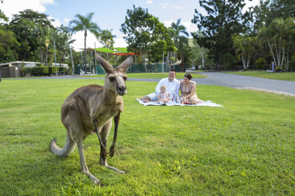 Wake at sunrise and watch eastern grey kangaroos and wallabies. 