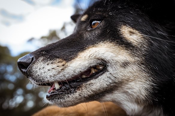 Meliki, a black and tan purebred dingo, at the Dingo Discovery Sanctuary and Research Centre this week.