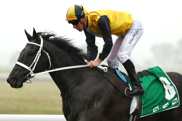 Chris Waller-trained Unusual Legacy has been backed into favourite for the Metropolitan