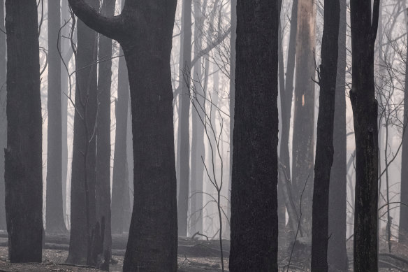 Vast tracts of forest that had been set aside for logging have been destroyed.