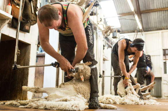 There is an acute shortage of shearers in NSW, leading to problems for farmers and the wool industry.