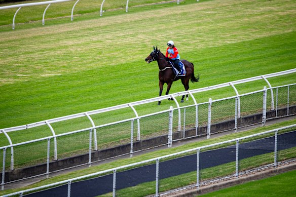 Everest favourite Ka Ying Rising warms up at Canterbury Park.
