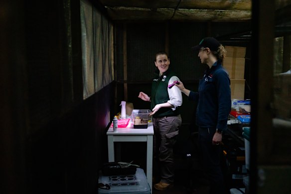 Tarryn Williams Clow from Taronga Zoo, left, and Dr Isabel Hyman from the Australian Museum with the surrogate species in the “snail shack” on Norfolk Island.