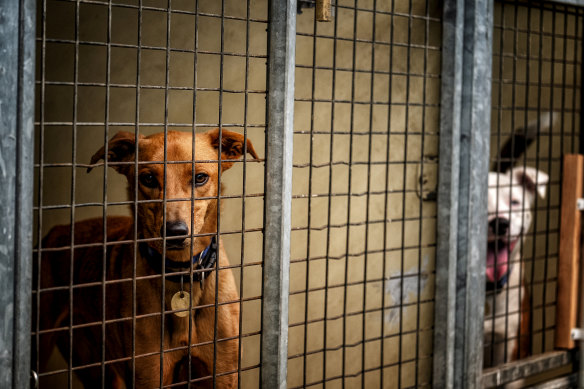 Dogs waiting to be adopted at The Lost Dogs Home in North Melbourne. 