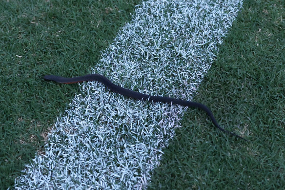 The snake seen on the field in Blacktown.