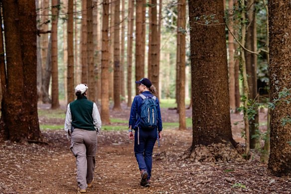 Dr Isabel Hyman from the Australian Museum and zookeeper Tarryn Williams Clow from Taronga Zoo in Hundred Acres Reserve, looking for specimens of Fanulena insculpta, a close relative of the hairy snail.
