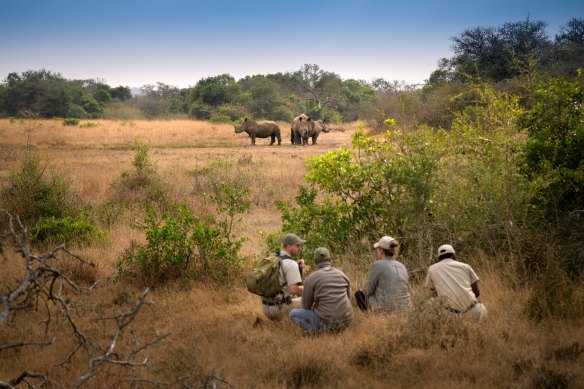 Saving rhinos – part of the campaign to save Africa’s wild things.