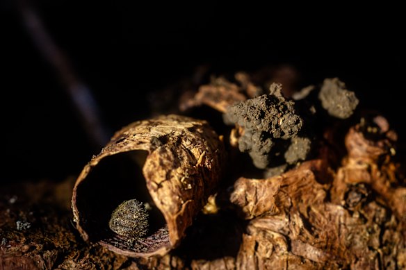 The Norfolk Island hairy snail likes the pine litter on the forest floor.