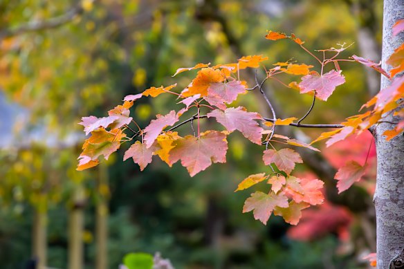 At this time of year, many deciduous trees put on a spectacular show, transforming neighbourhoods.