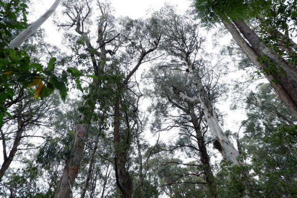 Conservationists have had a legal win in their campaign against logging East Gippsland's post-bushfire forests.