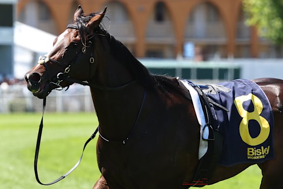 Beyond The Reef after winning at Randwick. Jockey Dylan Gibbons was dislodged after the race.