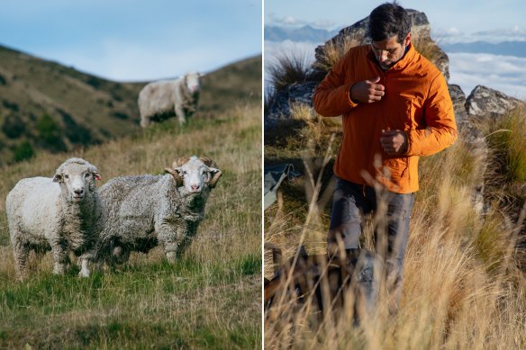 Sheep on Nokomai Station (left), which grows wool for the fashion industry using regenerative farming, and Icebreaker’s merino loft jacket.