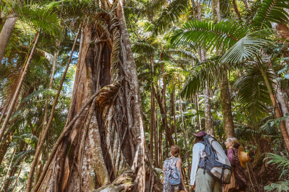 Take a bushwalk through the Gondwana World Heritage-listed rainforest