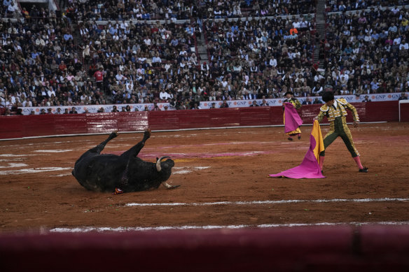 A bull falls to the ground next to the bullfighter.