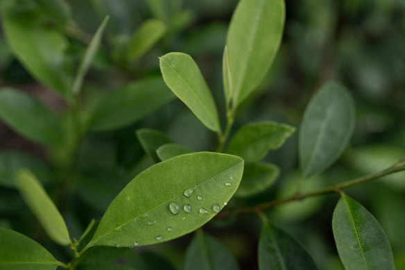 A coca plantation in Ucayali.