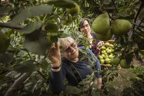 Volunteer fruit picker Rachel Carlisle picks pears at Tamasin Tunny’s Bundoora garden.