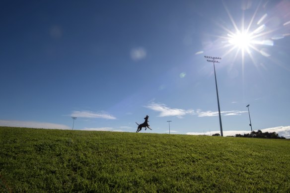 Aristotle, an eight-year-old Hungarian vizsla, makes the most of the late-autumn sun at the Moorabbin Reserve on Sunday.